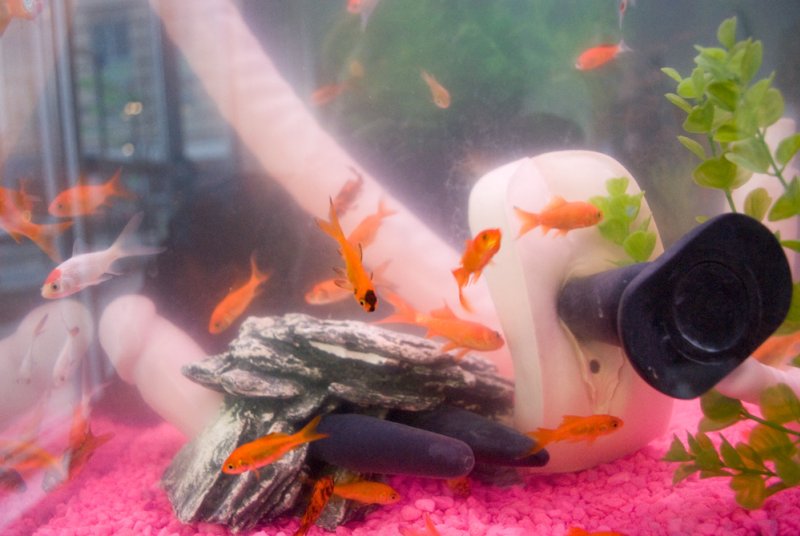 Goldfish swim in an aquarium with bright pink gravel, rocks, artificial plants, and a white sex toy.