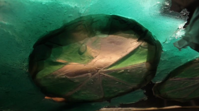 Close-up of a circular, translucent, green-tinted object with radiating creases, seen through a textured green surface.