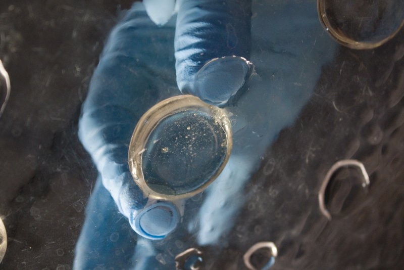 Blue-gloved hand holding a clear petri dish with white specks, viewed from above through a wet, textured surface.